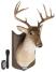 Der singende Hirsch