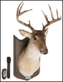 Der singende Hirsch