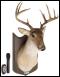 Der singende Hirsch